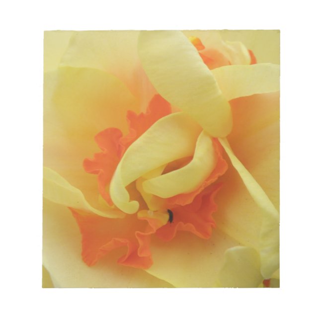 Bloco De Notas Rico Daffodil Daffodil Notepad (Frente)