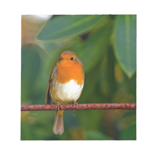 Bloco De Notas Robin Natal (Frente)