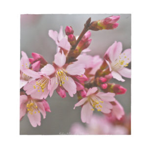 Bloco De Notas Rosa Contra Um Céu Cinza Flor de Cerejeira Japones