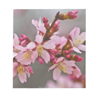 Bloco De Notas Rosa Contra Um Céu Cinza Flor de Cerejeira Japones
