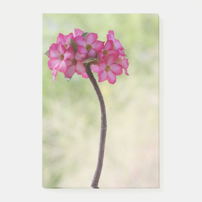 Bloco De Notas Rosa do deserto rosa (Frente)