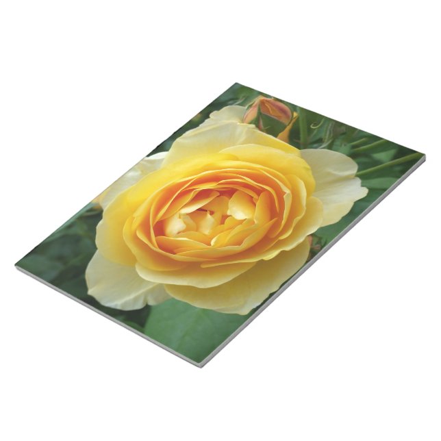 Bloco De Notas rosa e rosebud (Inclinado)
