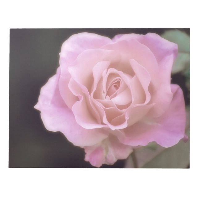 Bloco De Notas Rosa rosa magnífica (Frente)