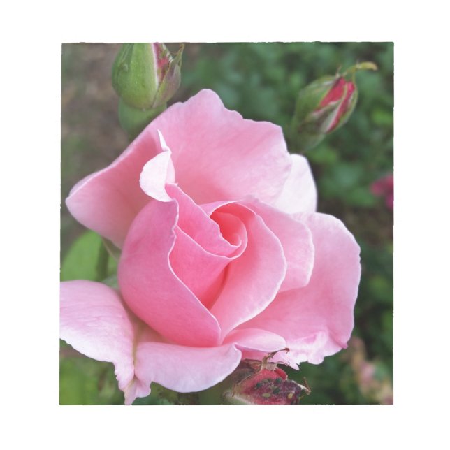 Bloco De Notas rosa rosa rosa florescente (Frente)