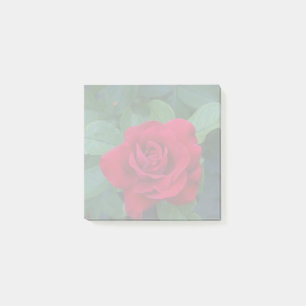 Bloco De Notas Rosa Vermelha de Perto