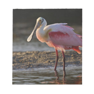Bloco De Notas Roseate Spoonbill, Ajaia ajaja, Querido Ding
