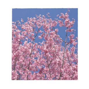 Bloco De Notas Sakura Cherry Blossoms No Azul