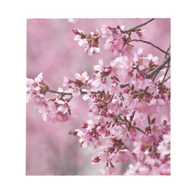 Bloco De Notas Sakura Cherry Blossoms Pastel Pink Camadas (Frente)
