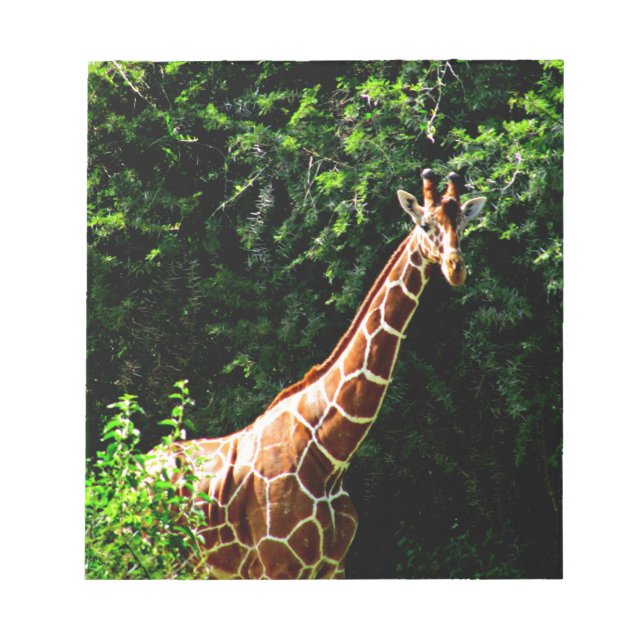 Bloco De Notas Samburu Giraffe (Frente)