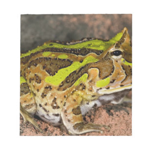 Bloco De Notas Sapo-de-chifres-do-Brasil, Ceratophrys cornuta, Na