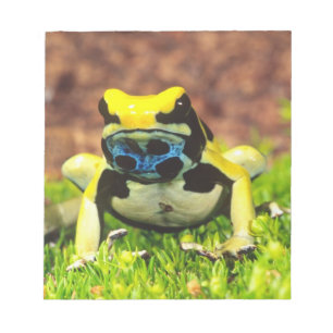 Bloco De Notas Sapo Venenoso Tingente, Dendrobates tinctorius,