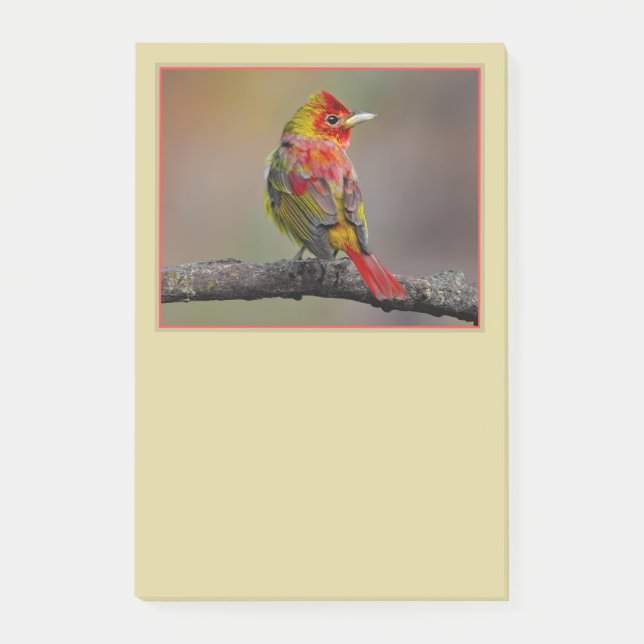 Bloco De Notas Scarlet Tanager Molting - Fotografia original (Frente)