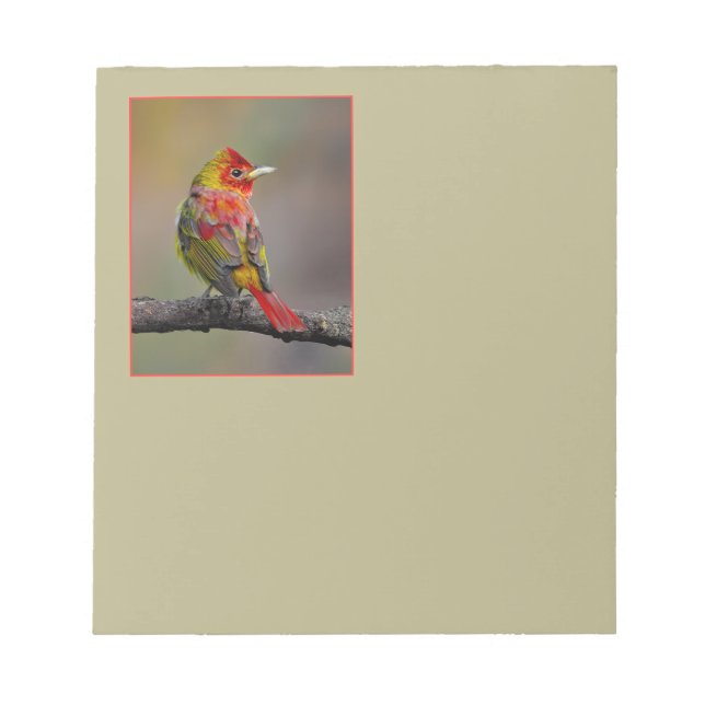 Bloco De Notas Scarlet Tanager Molting - Fotografia original (Frente)