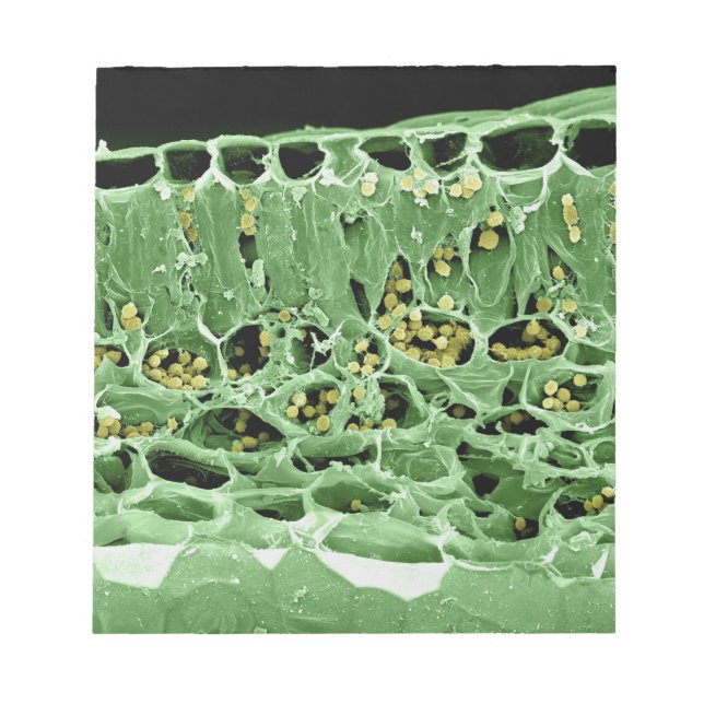 Bloco De Notas Seção Cruzada de Folha (Frente)