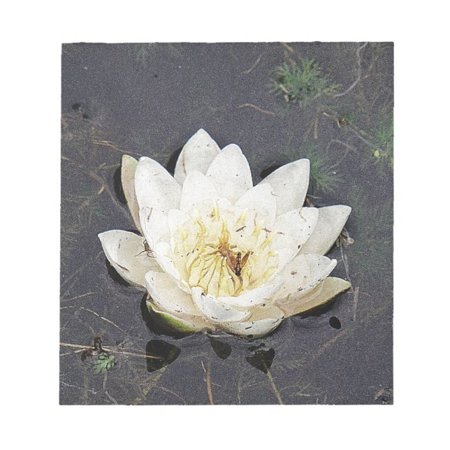 Bloco De Notas Seerose (Frente)