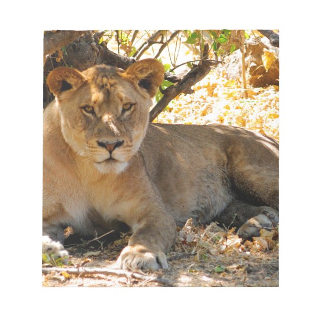 Bloco De Notas Siesta Time (Frente)