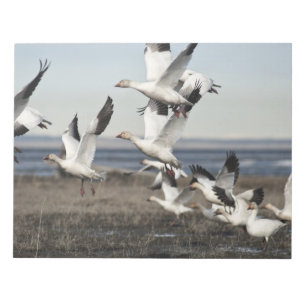 Bloco De Notas Snow Geese Voadora