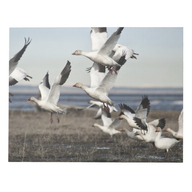 Bloco De Notas Snow Geese Voadora (Frente)