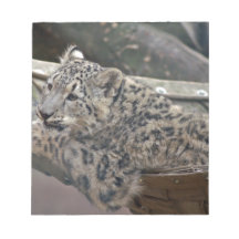 Snow Lepard