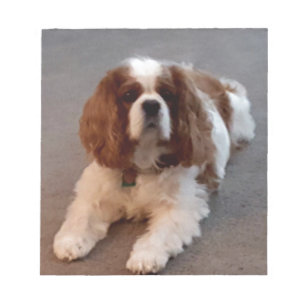 Bloco De Notas Spaniel de rei Charles descuidado adorável