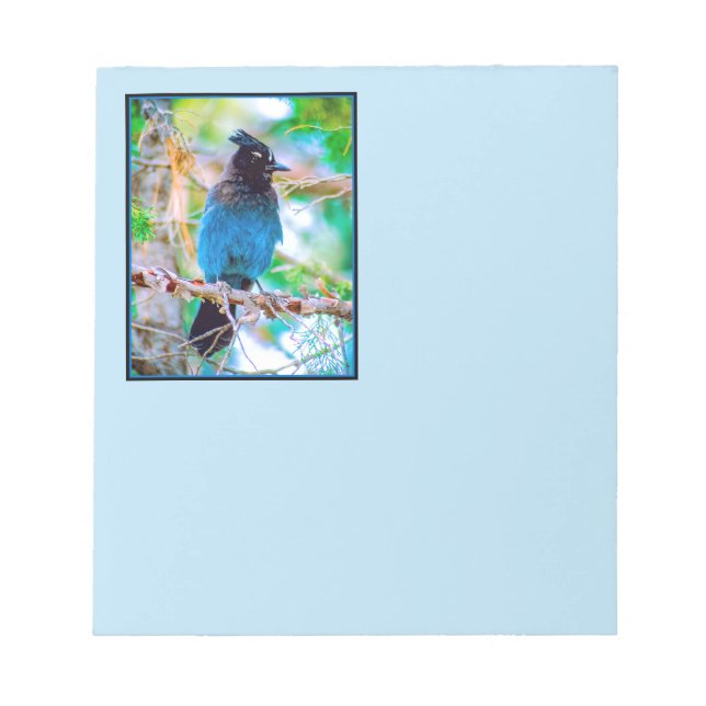 Bloco De Notas Steller's Jay - Fotografia original (Frente)