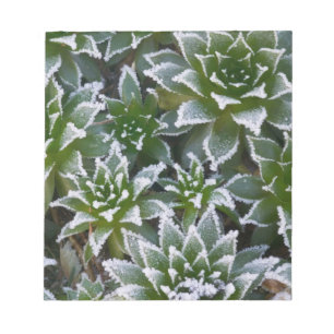 Bloco De Notas Suculenta Hen & Chicks com geada no início