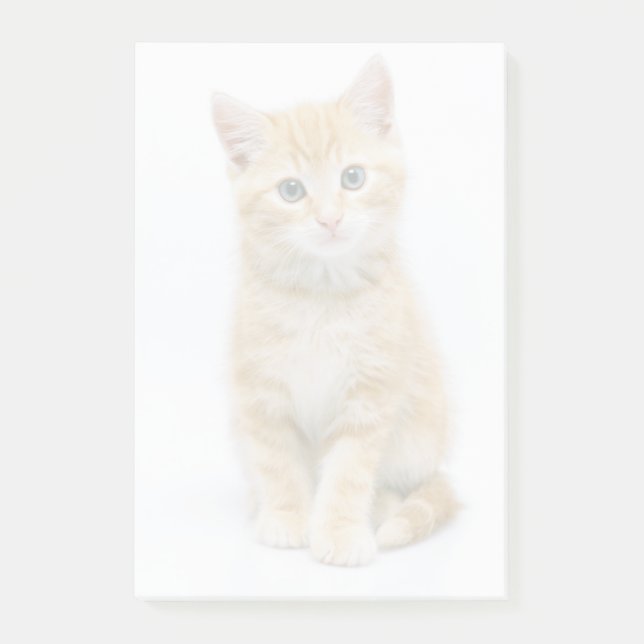 Bloco De Notas Sweet Orange Tabby (Frente)