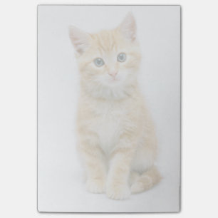 Bloco De Notas Sweet Orange Tabby