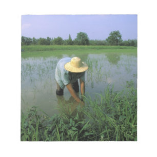 Bloco De Notas Tailândia, Sukhothai. Fazendeiro de arroz. MR
