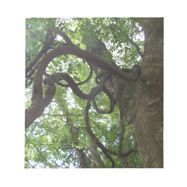 Bloco De Notas tangled old grapevines in tree (Frente)
