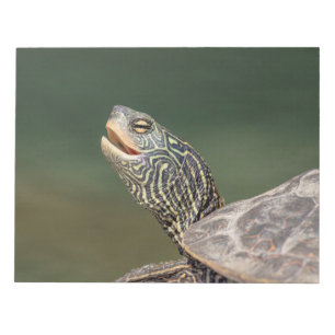 Bloco De Notas Tartaruga no rio LaChute