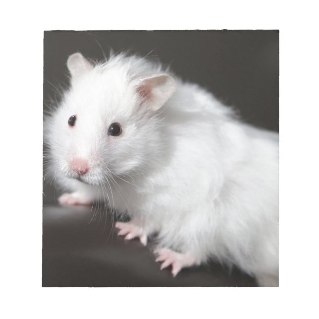 Bloco De Notas Teddy Bear Hamster (Frente)