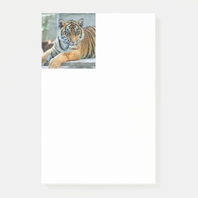 Bloco De Notas Tigre 034 (Frente)