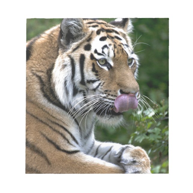 Bloco De Notas Tigre de alvoroço (Frente)