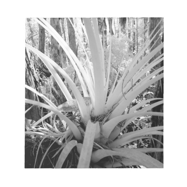 Bloco De Notas Tillandsia epífita é comum na Flórida, (Frente)