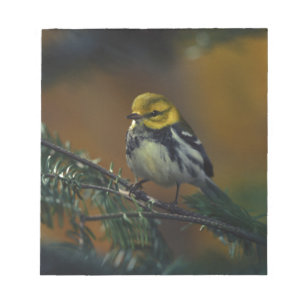 Bloco De Notas Torneira-branca