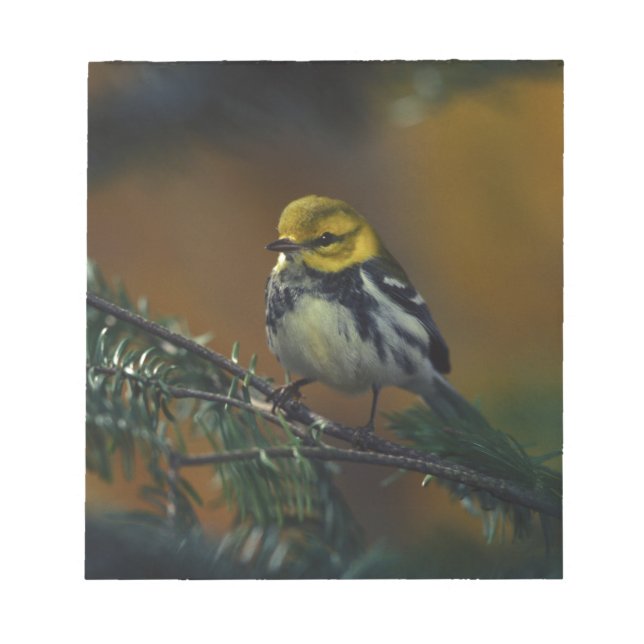 Bloco De Notas Torneira-branca (Frente)