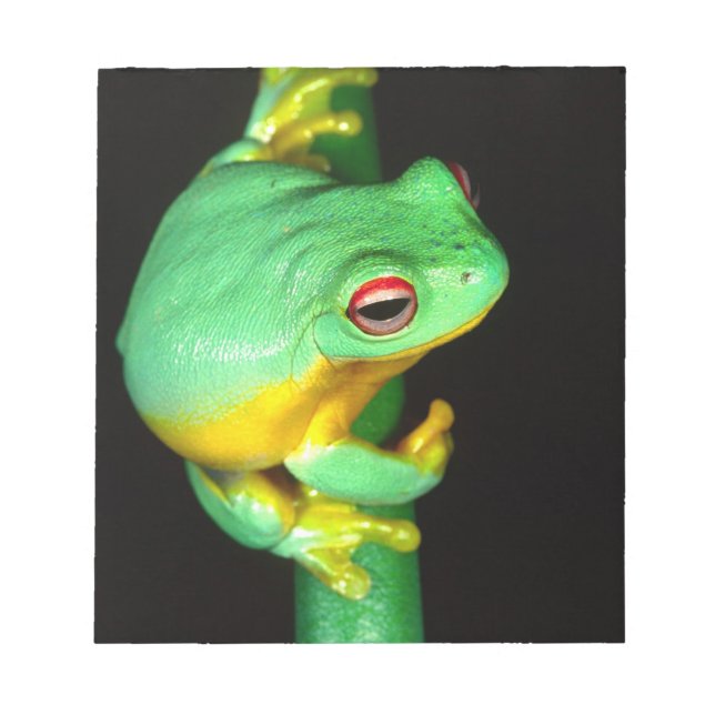 Bloco De Notas Treefrog de Olhos Vermelhos australiano, Litoria c (Frente)