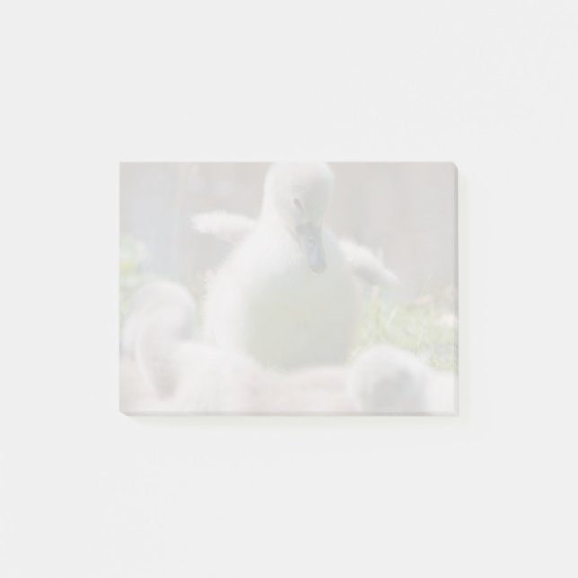 Bloco De Notas Três patinhos do Cygnet da cisne do bebê que (Frente)