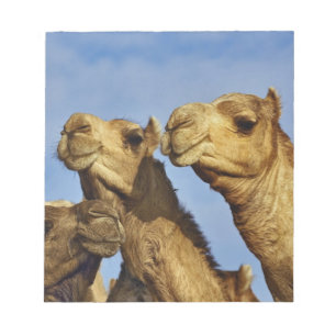 Bloco De Notas Trío de camelos, mercado de camelos, Cairo, Egito