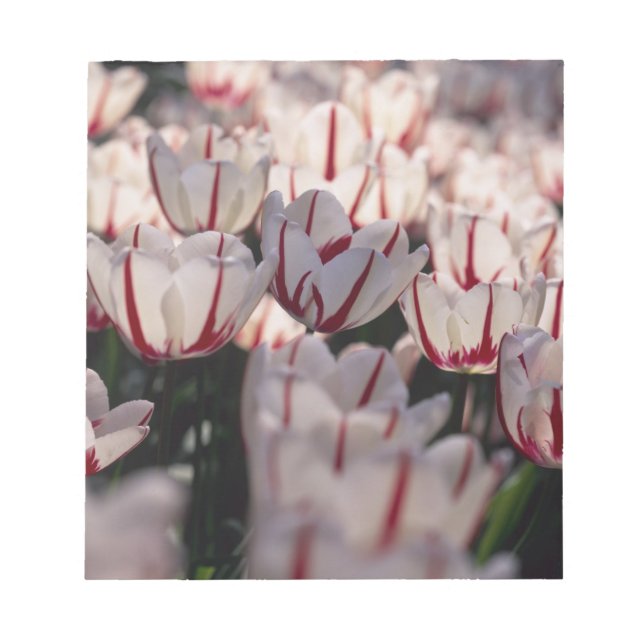 Bloco De Notas Tulipas (Frente)