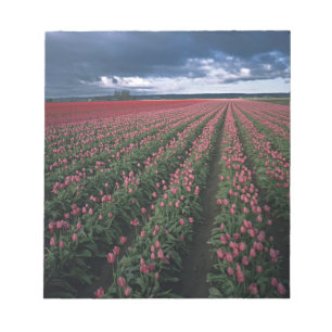Bloco De Notas Tulipas rosa brilhante e vermelho brilham sob o es