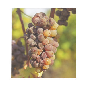 Bloco De Notas Um cacho de uva Semillon mofado no Ch Raymond Lafo