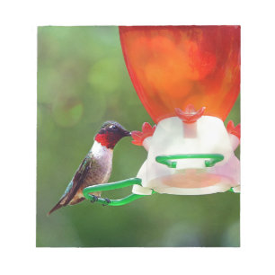 Bloco De Notas Um colibri Throated do rubi