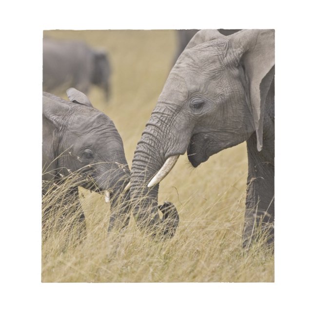Bloco De Notas Um elefante africano pastando nos campos (Frente)