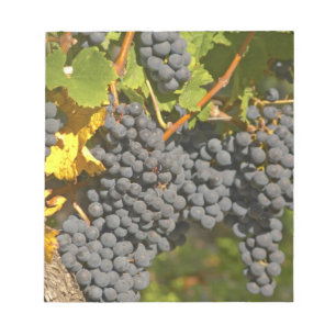 Bloco De Notas Uma vinha com cachos maduros de uva Merlot - Chate