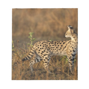 Bloco De Notas Upper Mara, Reserva de Caça Masai Mara, Quênia,