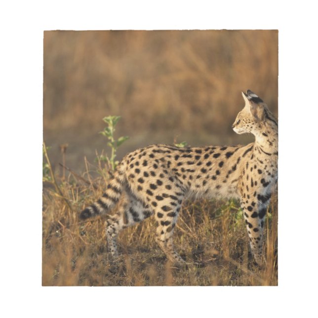 Bloco De Notas Upper Mara, Reserva de Caça Masai Mara, Quênia, (Frente)