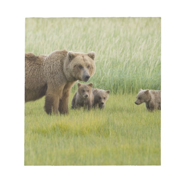 Bloco De Notas Urso Pardo do Alasca Fêmea e três Filhotes, Ursus (Frente)