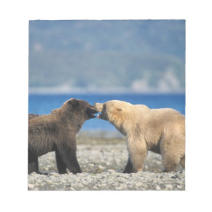 Bloco De Notas Urso pardo, urso cinzento, brincar na praia,